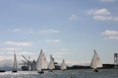 A school of Tunas running up the Estuary