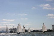 A school of Tunas running up the Estuary